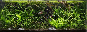 greenkartol's tweet photo. #GreenkartAqua
#Aquascapingservices
Get amazing Aquascapes with us!
#Amazingoffers
Give your usual aquarium a trendy look. https://t.co/BvqxzLK6qP
