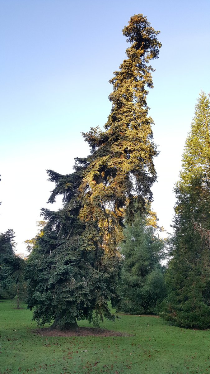 Critically endangered Abies numidica in the morning sun <a href="/BictonPark/">Bicton Park</a> #botanicgarden