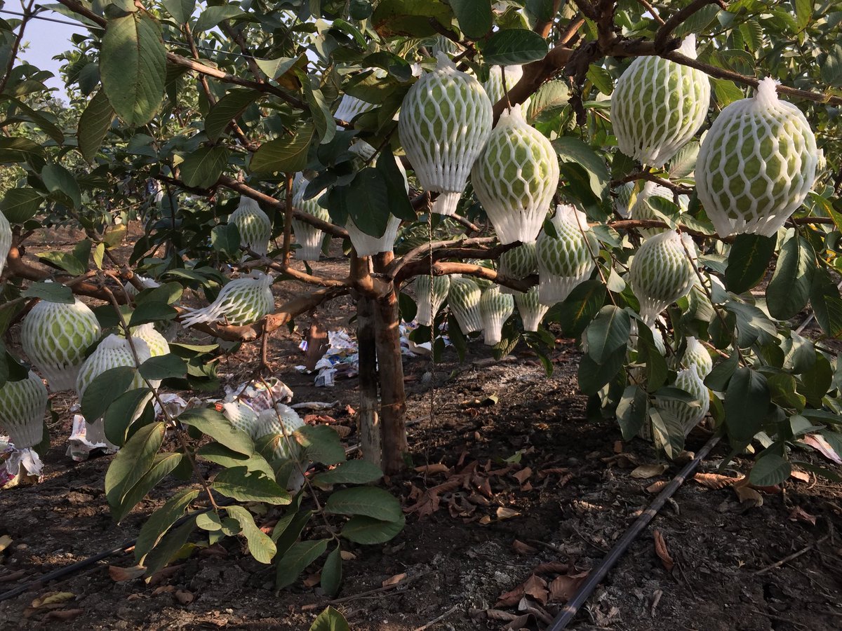 JDkrashifirm's tweet photo. Currently We are Supplying to Delhi,Mumbai,EnglandExport &amp; https://t.co/oJgUvvLYQQ Please Contact Only Series Buyers. #ThaiGuava #IndianFruits #LuxuryFruits #LuxuryGuava #RatlamGuava #KaramdiGuava #GuavaFarmer #VNRGuava #IndianFarmer #FarmerOfIndia #AgricultureIndia #FarmerUncle https://t.co/7b1OMFI7Bm