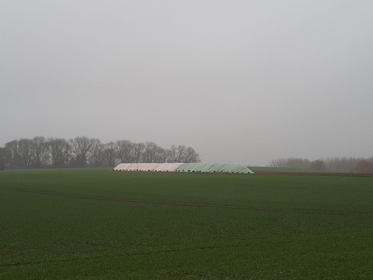 lu_lejeune's tweet photo. Betteraves bien protégées #Toptex => tas au sec pour un chargement et déterrage optimal, et moins de 🚚sur 🛣#durabilité #sugarbeetcampaign2017 @Raf_Tirlemont https://t.co/XnT2breMyt