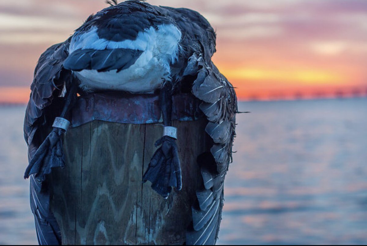 KPIvyJr's tweet photo. Best picture ever taken by Chesapeake flyway photography @obxbeachbum14 #bandedgoose #doublebanded @DucksUnlimited https://t.co/Uk9lFhbQm7