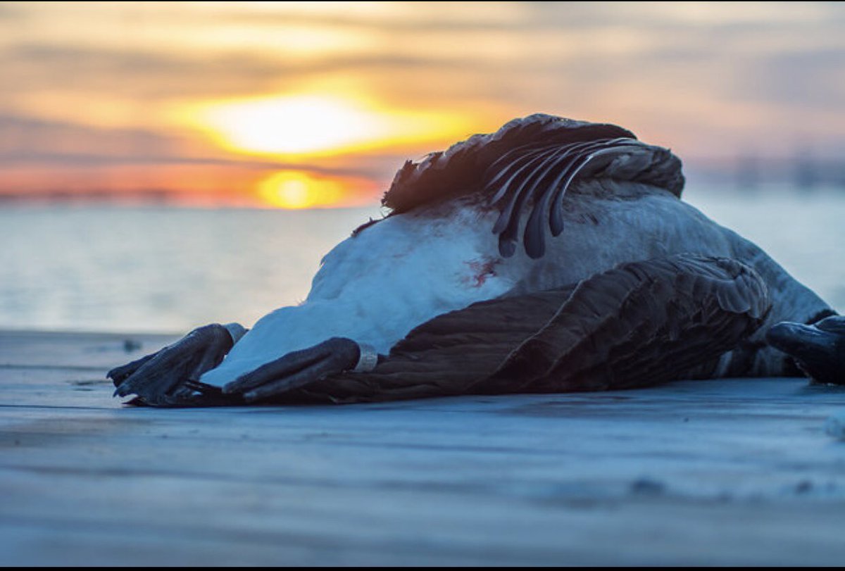 KPIvyJr's tweet photo. Best picture ever taken by Chesapeake flyway photography @obxbeachbum14 #bandedgoose #doublebanded @DucksUnlimited https://t.co/Uk9lFhbQm7