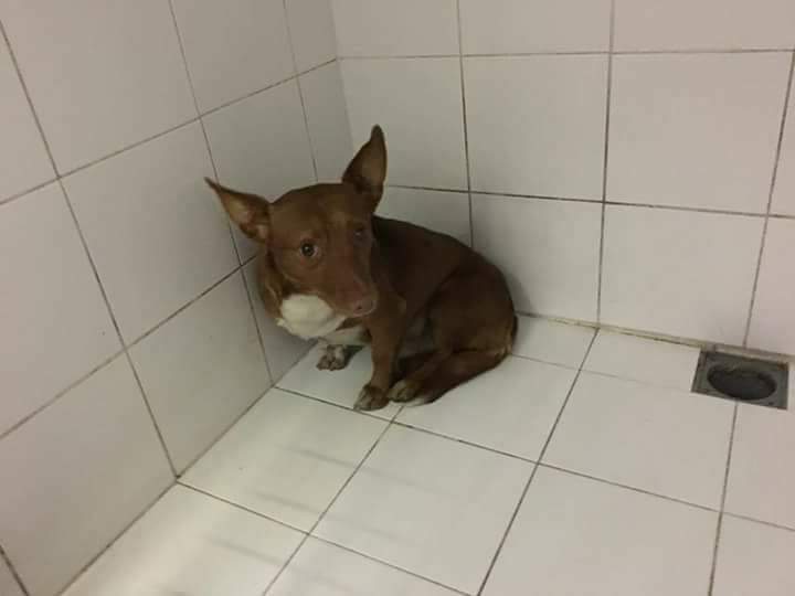 ORENSE
URGENTE!!!!!!!! MANETO SE HA ESCAPADO CERCA DEL VETERINARIO LA ESTACIÓN AHORA MISMO, EN LA ZONA DEL PUENTE!!!!! ES MUY MUY ASUSTADIZO. ALGUIEN LO HA VISTO???? Telefonos de contacto 671701109--6504833141