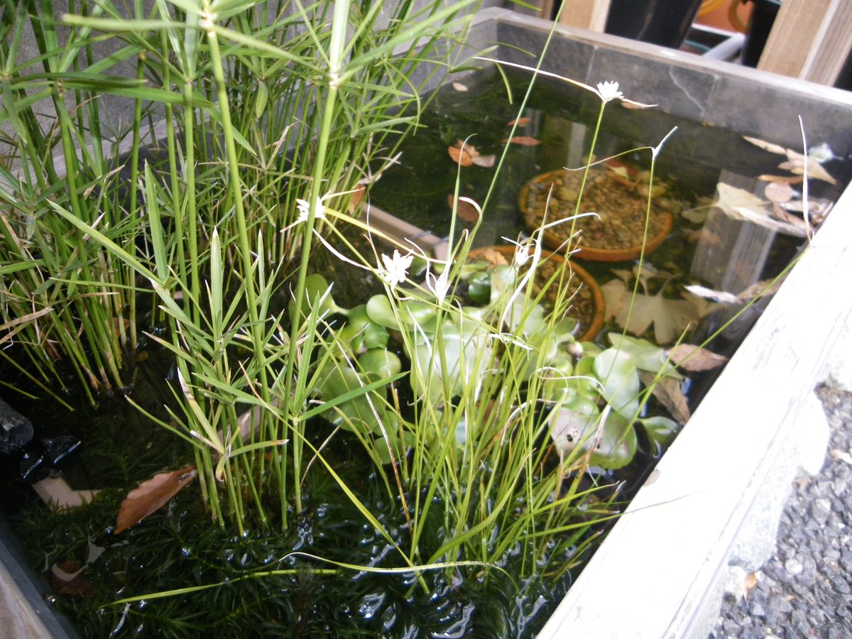 メダカの大工 屋外のビオトープは 緑が少なくなって冬 を感じさせます 越冬対策に入れたイチョウの葉が沈みました メダカが無事に越冬してほしいです ミニシペラスとシラサギカヤツリは元気ですが ホテイ草 が枯れて小さくなっています 春に小さいホテイ メダカの大工 屋外のビオトープは 緑が少なくなって冬 を感じさせます 越冬対策に入れたイチョウの葉が沈みました メダカが無事に越冬してほしいです ミニシペラスとシラサギカヤツリは元気ですが ホテイ草 が枯れて小さくなっています 春に小さいホテイ