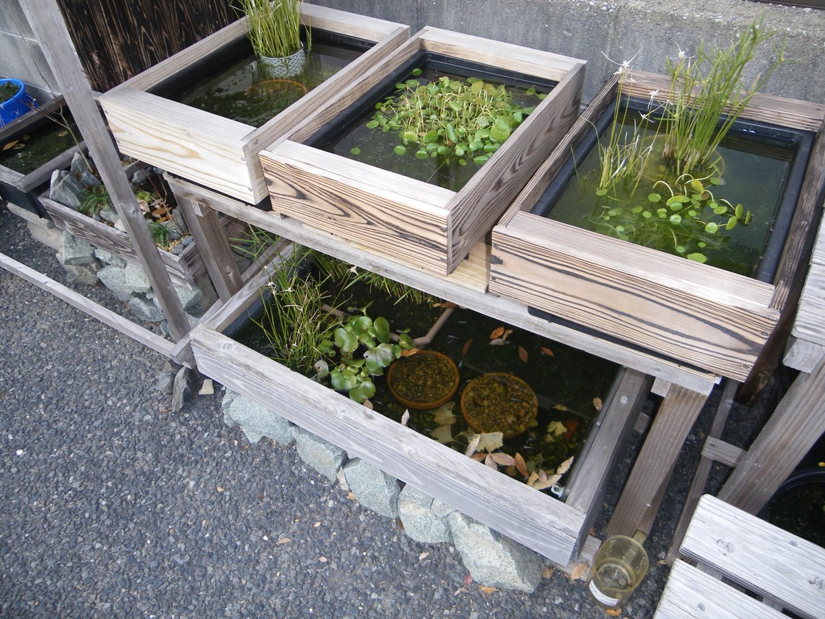 メダカの大工 屋外のビオトープは 緑が少なくなって冬 を感じさせます 越冬対策に入れたイチョウの葉が沈みました メダカが無事に越冬してほしいです ミニシペラスとシラサギカヤツリは元気ですが ホテイ草 が枯れて小さくなっています 春に小さいホテイ メダカの大工 屋外のビオトープは 緑が少なくなって冬 を感じさせます 越冬対策に入れたイチョウの葉が沈みました メダカが無事に越冬してほしいです ミニシペラスとシラサギカヤツリは元気ですが ホテイ草 が枯れて小さくなっています 春に小さいホテイ