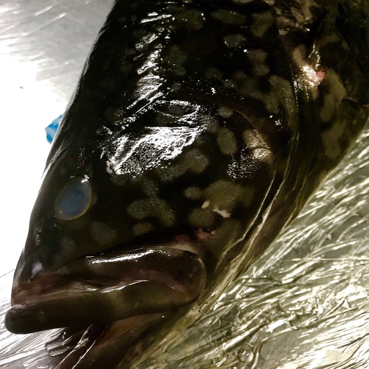 Frigo 希少魚 本日のオススメ料理は クエタマの昆布〆カルパッチョ ミルフィーユ仕立て 高級魚 クエの淡白で上品な味わいと 絶滅危惧種タマカイの食感の良さを併せ持つクエタマ 噛めば噛むほど旨味が溢れ出ます