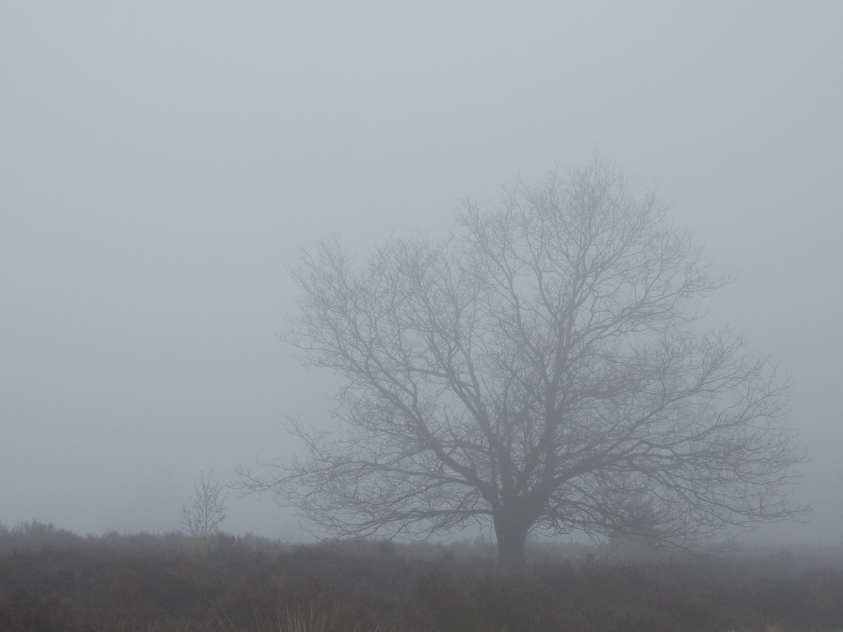Weinig zien kan ook heel mooi zijn.
Verscholen #Salland.
