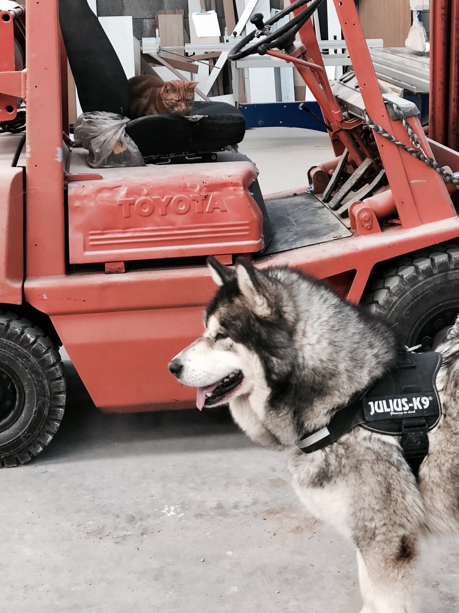 EastCorkKitchen's tweet photo. Santa's little helpers! Tango in the driving seat and Leon keeping a watchful eye on Christmas deliveries! #Christmas #EastCorkKitchens https://t.co/mbuwv7ypDE