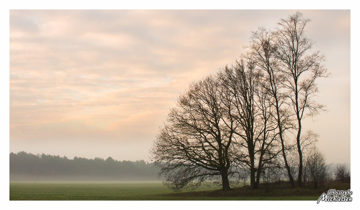 Michielsen_c's tweet photo. #Winter #Zoersel #Belgium #trees #clouds #sky #mist #fog  #airfield #nature #absentsun #photo #photography #landscapephotography #landscape #field #michielsenC https://t.co/NZai6R5znd