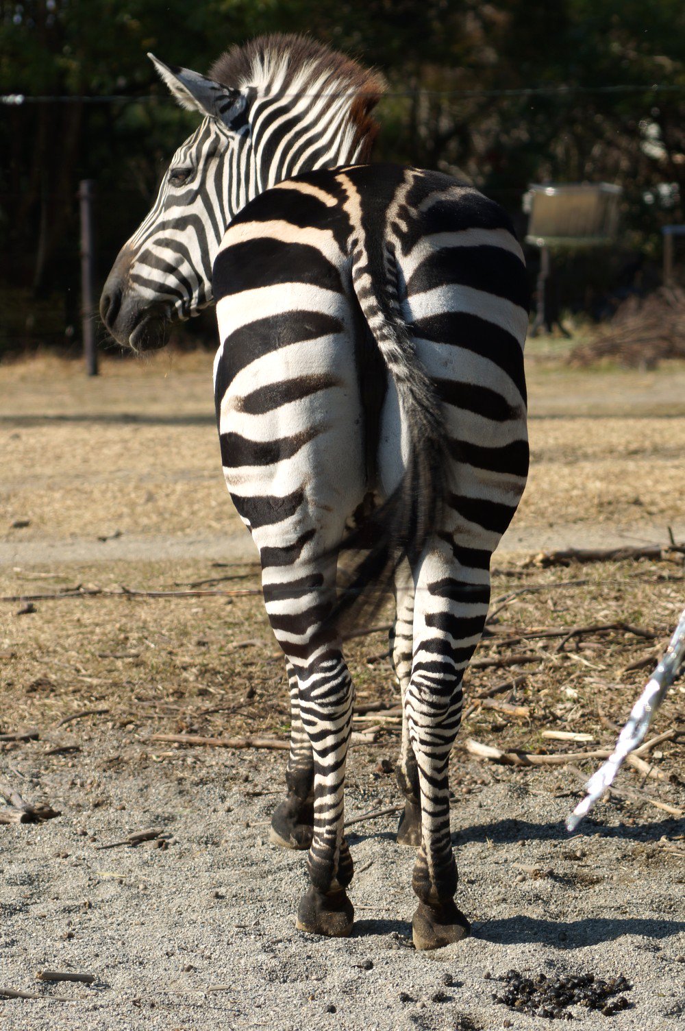 梅おろしそば Twitterren グラントシマウマさん やっぱし撮っとかないと なんだかおしりが四角い けものフレンズ のいち動物公園 グラントシマウマ T Co Yz219mqs Twitter
