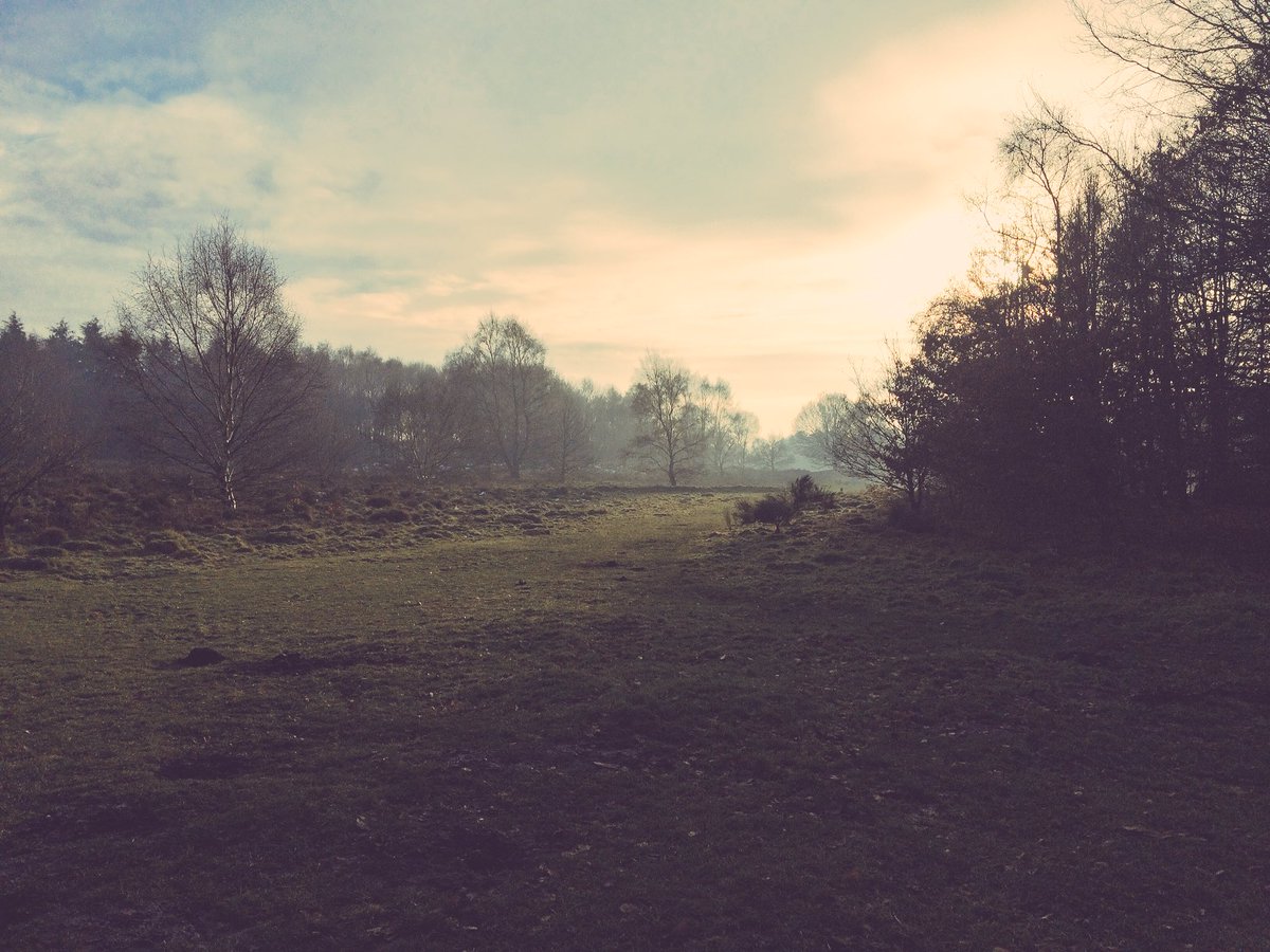 Photo_jenick's tweet photo. Misty morning Highgate Common @WildlifeTrusts https://t.co/5351HnL8il