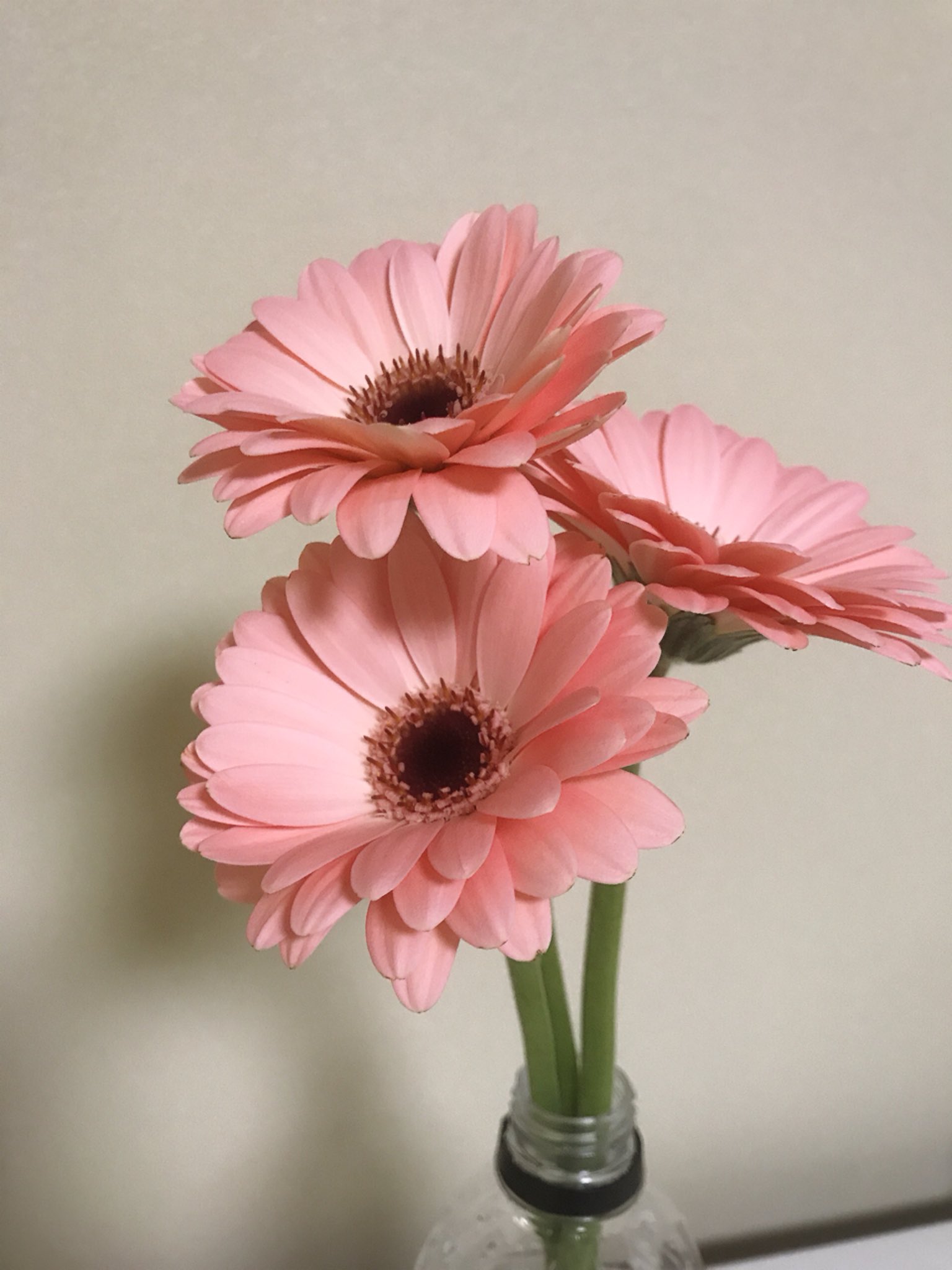 おら うーたん Al Twitter 花屋のおねーさんはやっぱり花屋のおねーさんだった 田川伊田駅近くの花屋さんで買ったこのガーベラみて 長さ整えてもらったんだけど まるで花瓶に入ってる姿が見えていたかのようなバランス あ 花瓶がペットボトルなのは気に