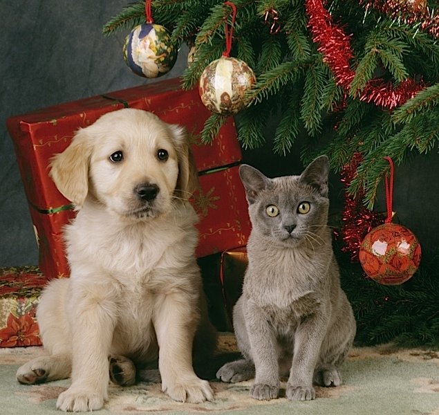 ★ MVK (@knya3e8) on Twitter photo 