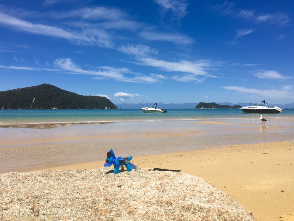 LimeEstelle's tweet photo. #sybilontour has been busy chasing gulls today on the beautiful beaches of the Abel Tasman walk in New Zealand, raising awareness of #huntingtonsdisease @HDA_tweeting @docgovtnz https://t.co/0DmZjoMs3v