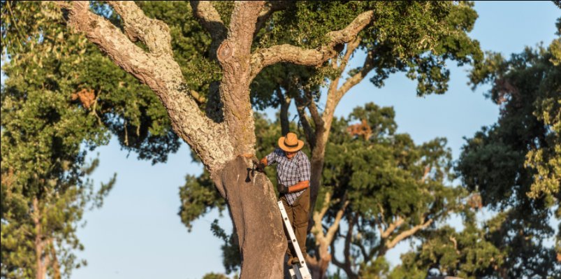 re_corcho's tweet photo. El año se acaba, pero la saca de #corcho retomará su ritmo el año que viene. ¡Para los amantes del corcho este es un proceso anclado a la tradición y da lugar a uno de los materiales más extraordinarios!🌳 #ElijoCorcho #FelizMiércoles https://t.co/FvxGNQt4zC