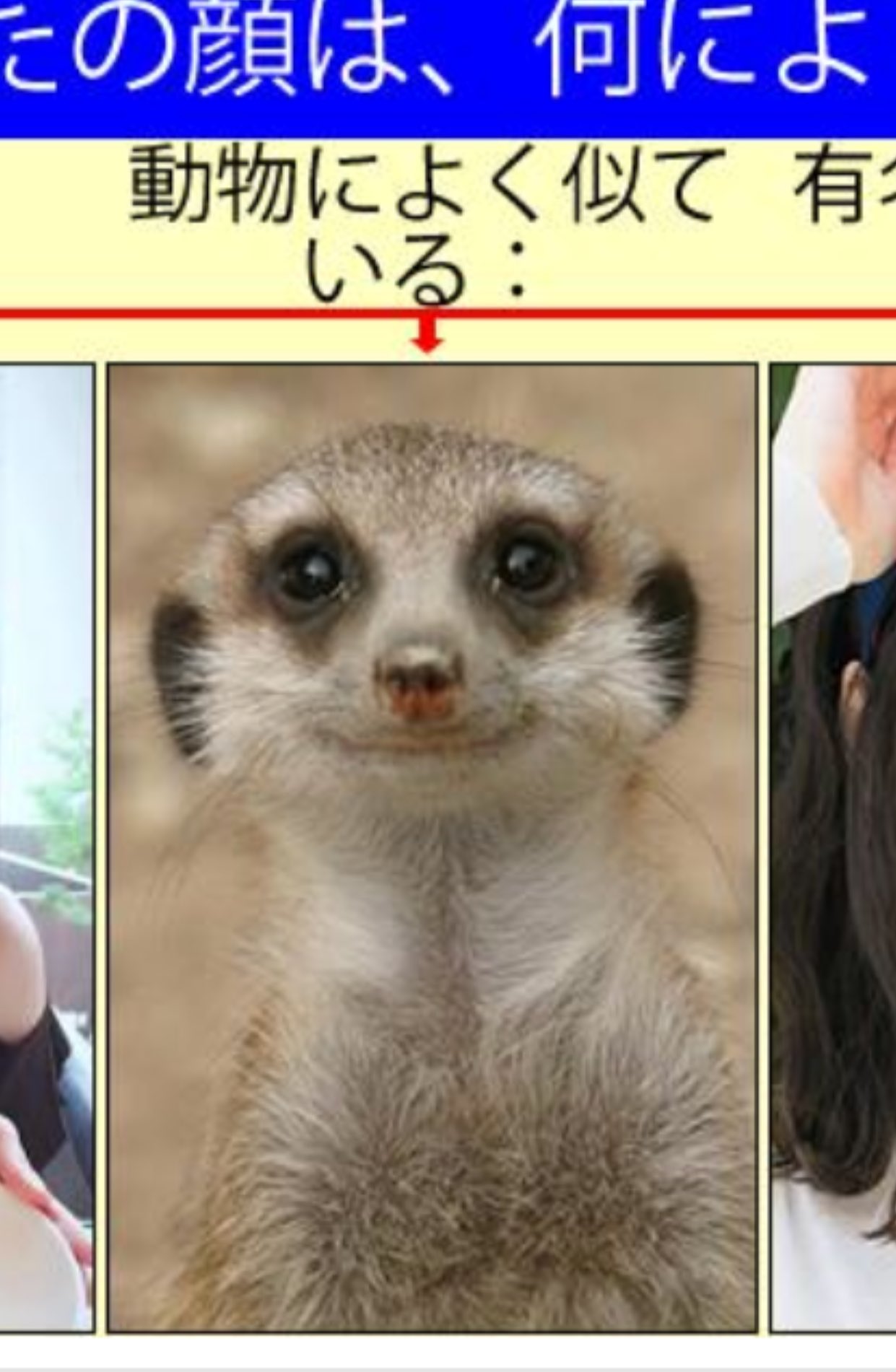 Satoko Sumitomo Facebookで誰かがやってたから 暇つぶしにやってみた 自分に似ている 芸能人とか漫画の登場人物とかが出るんだけど それは似てなかった E でも似ている動物は自分で似てるかも と思ってしまった ミーアキャット 笑