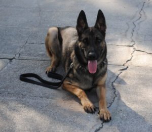 Family_Canine's tweet photo. Jango - Stop Living In Fear! Your Family Companion @
https://t.co/jwWRWaUNYo
#Jango #Family_Companion #Protection_Dogs https://t.co/91psBRjiwq