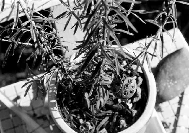 SCDesignStudios's tweet image. &apos;Rosemary and Ladybug&apos; buff.ly/2ALnLqG 
 #dreamsofsummer #gardening #bwphoto