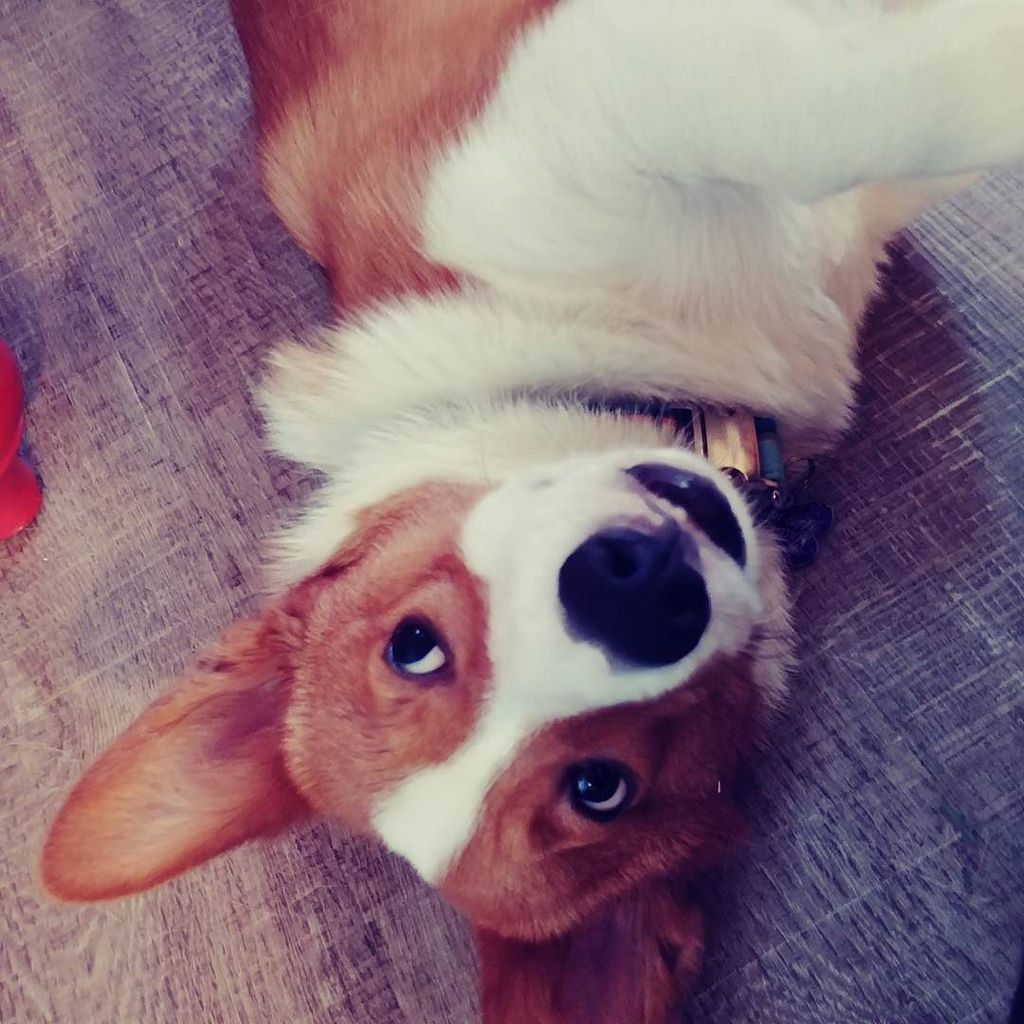 foolofapup's tweet photo. Scuze me but why isn't it Friday yet??
~
~
#corgi #confused #wackywednesday #waitingforfriday #cute #pupper #floof #doggo #woofer #wokeuplikethis #perrito #lindo #quieroviernes #upsidedown #longdog #lowrider #longweek #corgilove #corgilife #corgicommunit… https://t.co/FdG3MuwQul https://t.co/rGvWQHkUhn