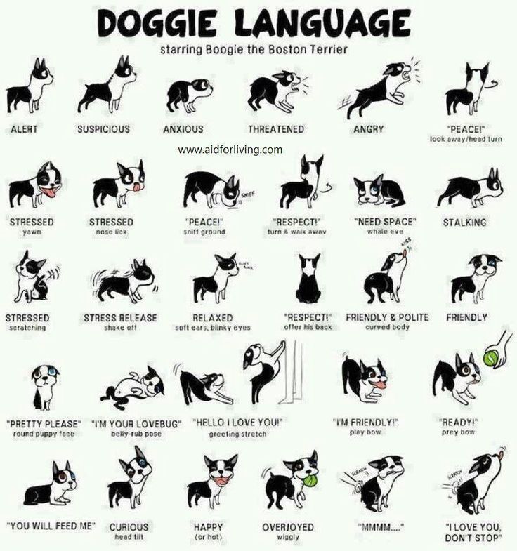 EamonTheWheaten's tweet photo. Do you speak canine? If not, "bone up" on your skills with this infographic. Learn to read our body language and stay safe! #dogs #safety #prevention https://t.co/wp5o5Tg0qc