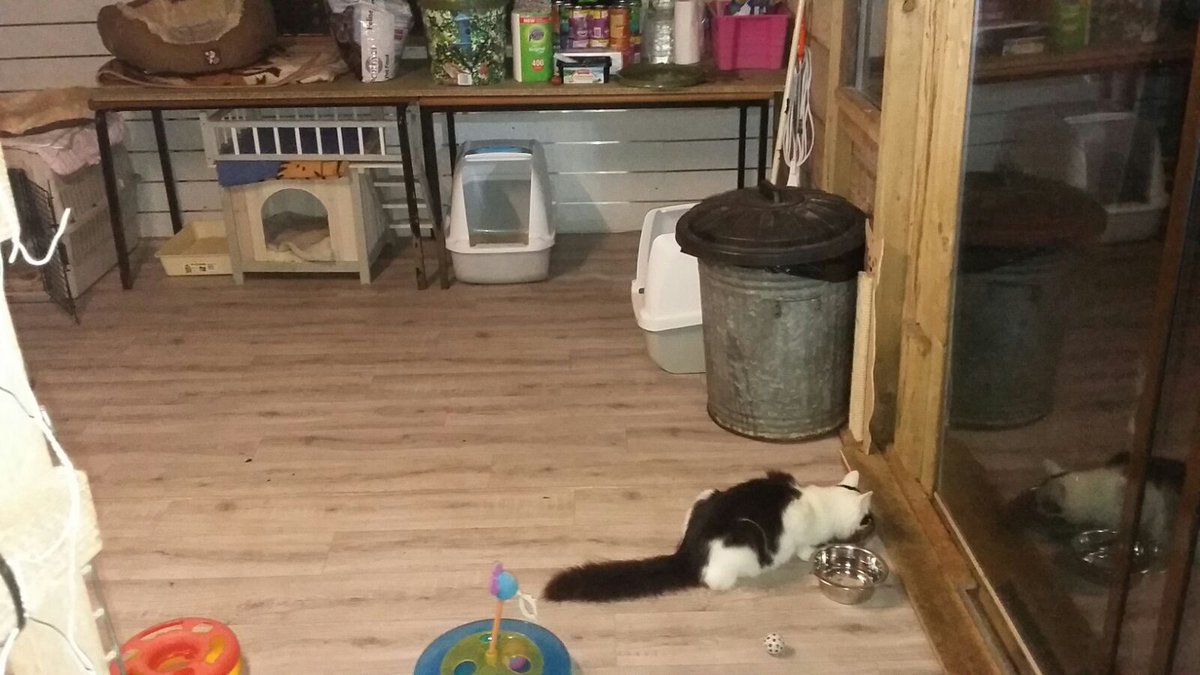 MeanderingNumps's tweet photo. WHAT'S THAT CLINGING TO PADDY'S BACK!
Oh... Wait, that's his markings. Phew! Still, Paddy needs someone to watch his back, and give him treats and chin tickles! 

Fancy #HelpingPaddy? Contact @KeighleyCatCare, or just retweet! Sharing really helps spread the word! https://t.co/f1qGVKHUmB