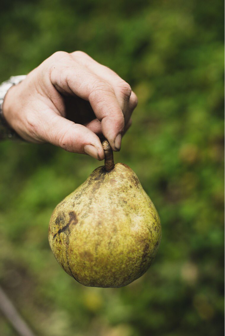 FNPFExpo's tweet photo. Récolte de poires 🍐#expodigitale "Derrière le fruit, le savoir-faire des Hommes" 🍇🍏🍋🍓 de la @FNPFruits #fruit #producteurs #poires #decembre #nature #alimentation #photo #food #madeinFrance https://t.co/ea0VlrvqfH