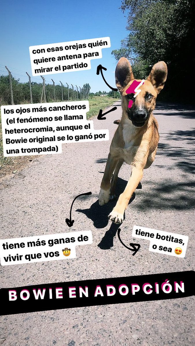 Que mejor que empezar el año con la gran compañía de Bowie ❤️ Animate o ayúdanos con tu RT ✨✨✨