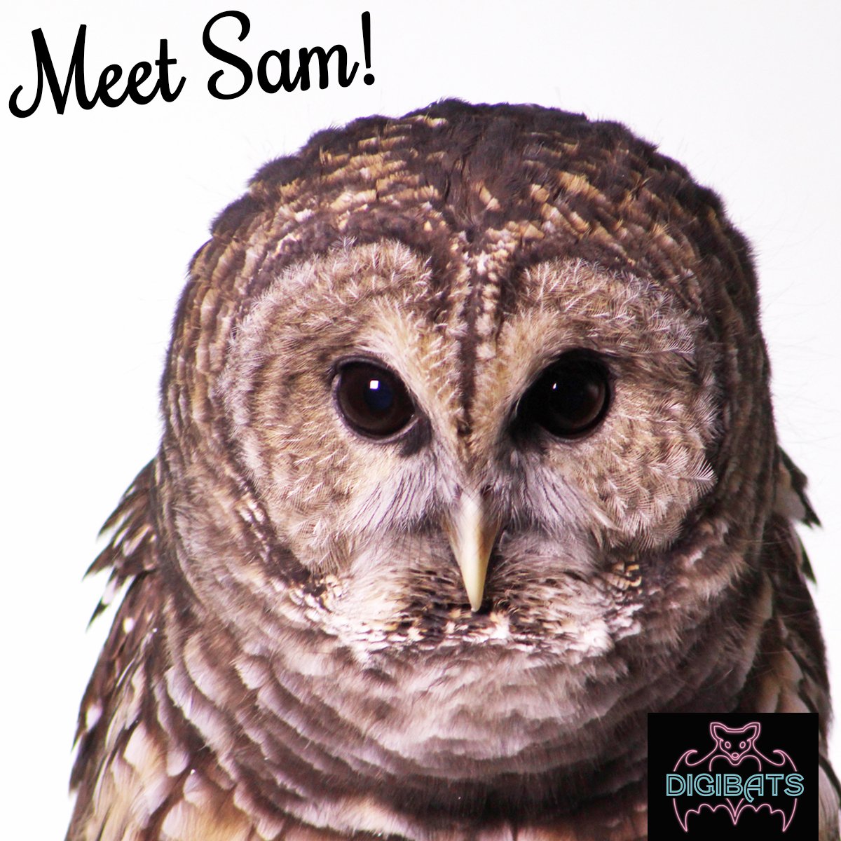 BatConservation's tweet photo. Meet Sam - a spunky Barred Owl! Because Sam imprinted on humans, she talks with us all the time! if you're interested in supporting Sam and her batty friends, consider supporting the #DigiBats campaign for #GivingTuesday!
Give today! >>> https://t.co/AX2qvtPoMi https://t.co/Rvw357tMfC