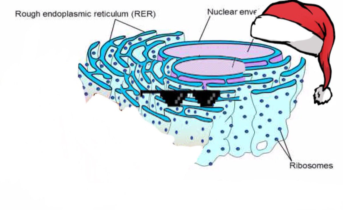 roughercell's tweet photo. Happy Holidays! - Rough Endoplasmic Reticulum https://t.co/AW5tsbxqD9