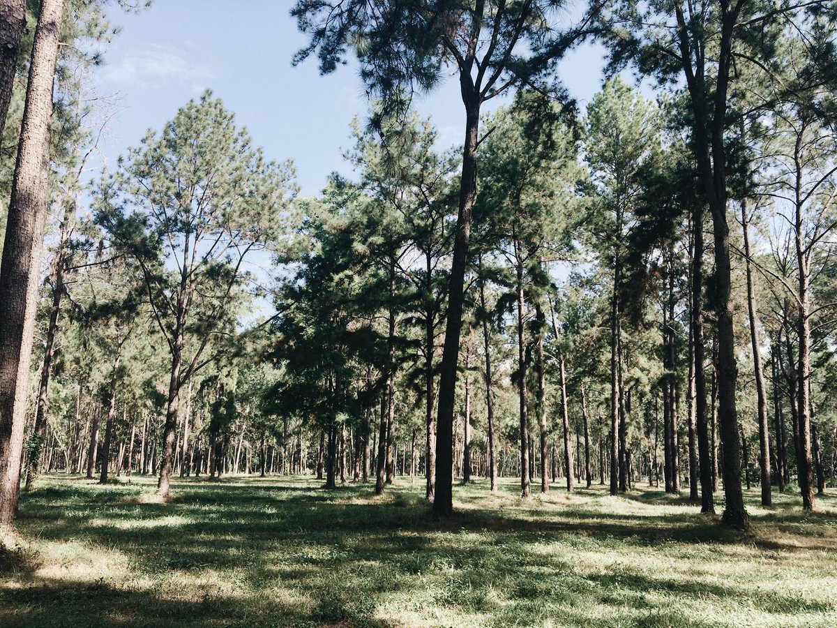 WiredSilence's tweet photo. * บางครั้งความสุขก็มาในรูปแบบอะไรที่มันง่ายๆ 🌲
.
.
.
#naturephotography #nature #pinus #pinusforest #igtravel #journey #adayinchiangmai #chiangmai https://t.co/CNlN6nV0EH