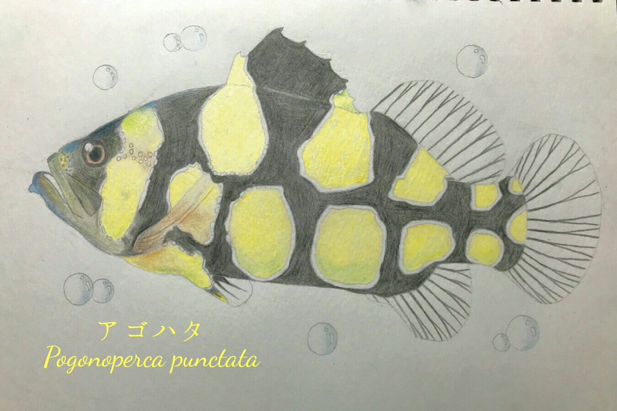 みんなで毒を持つ魚を描こうの会 みんなで毒を持つ魚を描こうの会