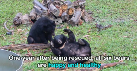AnimalsAsia's tweet photo. VIDEO: Before their rescue from a Vietnamese bile farm last year, these bears were kept in small, dingy cells - now they feel the grass under their paws and the sun on their faces.

This month they enjoy their first pain-free Christmas in our care.

https://t.co/6lD2VIOkuF https://t.co/UY7XpHFyd6