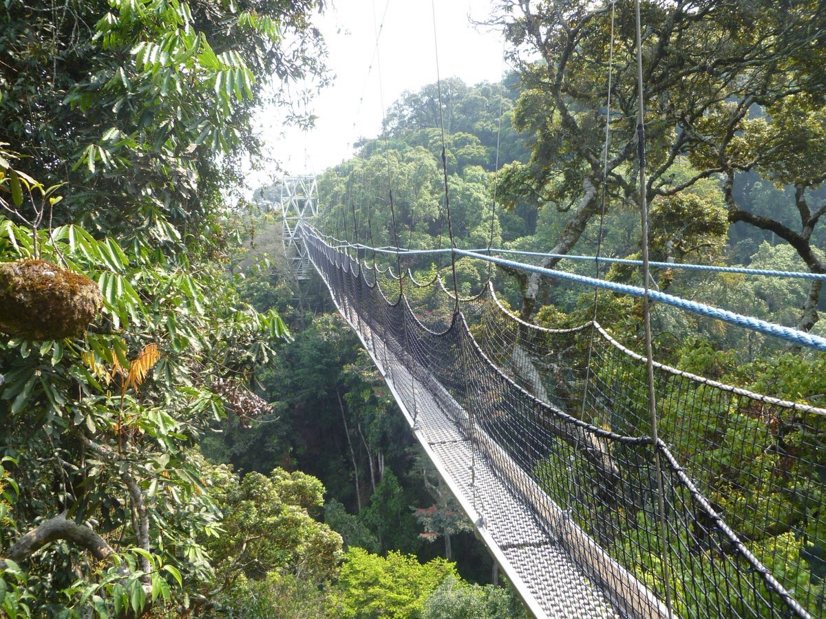 JohnPeter_RWA's tweet photo. the #Canopy_walk in #Nyungwe National Park The first ever hanging platform which allows tourists to view different animal species in Nyungwe forest.
#Rwandabeauty #RemarkableRwanda #Rwandaful 🇷🇼 @TravelRwanda https://t.co/jQxirwVuk6