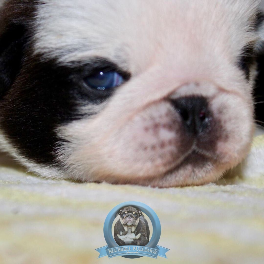 BluebellDogs tweet picture