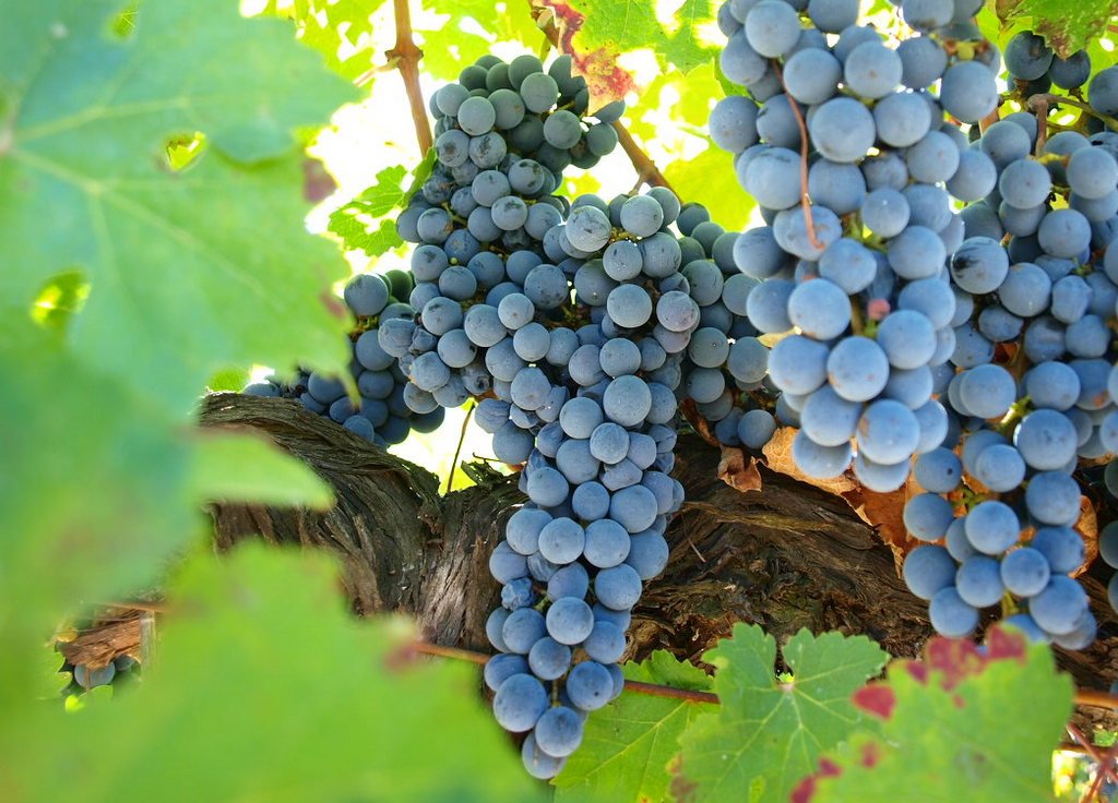 ezousawines's tweet photo. Fondness Cultivated - glad to part of Cyprus Somm personal favourites. It's a mix of familiarity, relax and confidence sought in choosing the right wine for the festive season  https://t.co/zMp9uBUp1w #Cyprus #RedWine https://t.co/rLIWWvl2uv