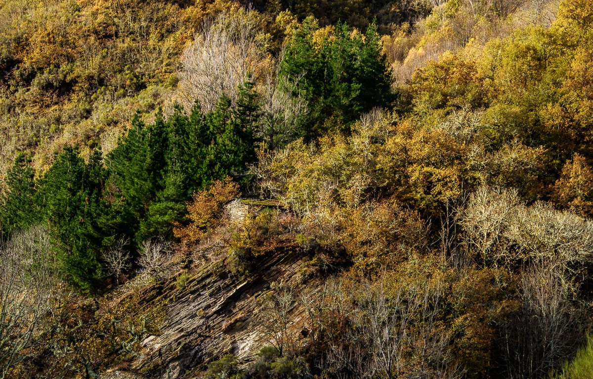 JoseTroitinho's tweet photo. O #courel está lleno de postales como esta, sin duda un lugar perfecto para visitar en #otoño En la imágen un #sequeiro en el #bosque .Gracias a @depor_manuelma @lematrailrun77 @IolandaQuiroga @luisgcarballada @consuelocoellog @IngforestallPO @dr_xeo @ENRIVIGO @GaliciaLluviosa https://t.co/J5wNwkduGL