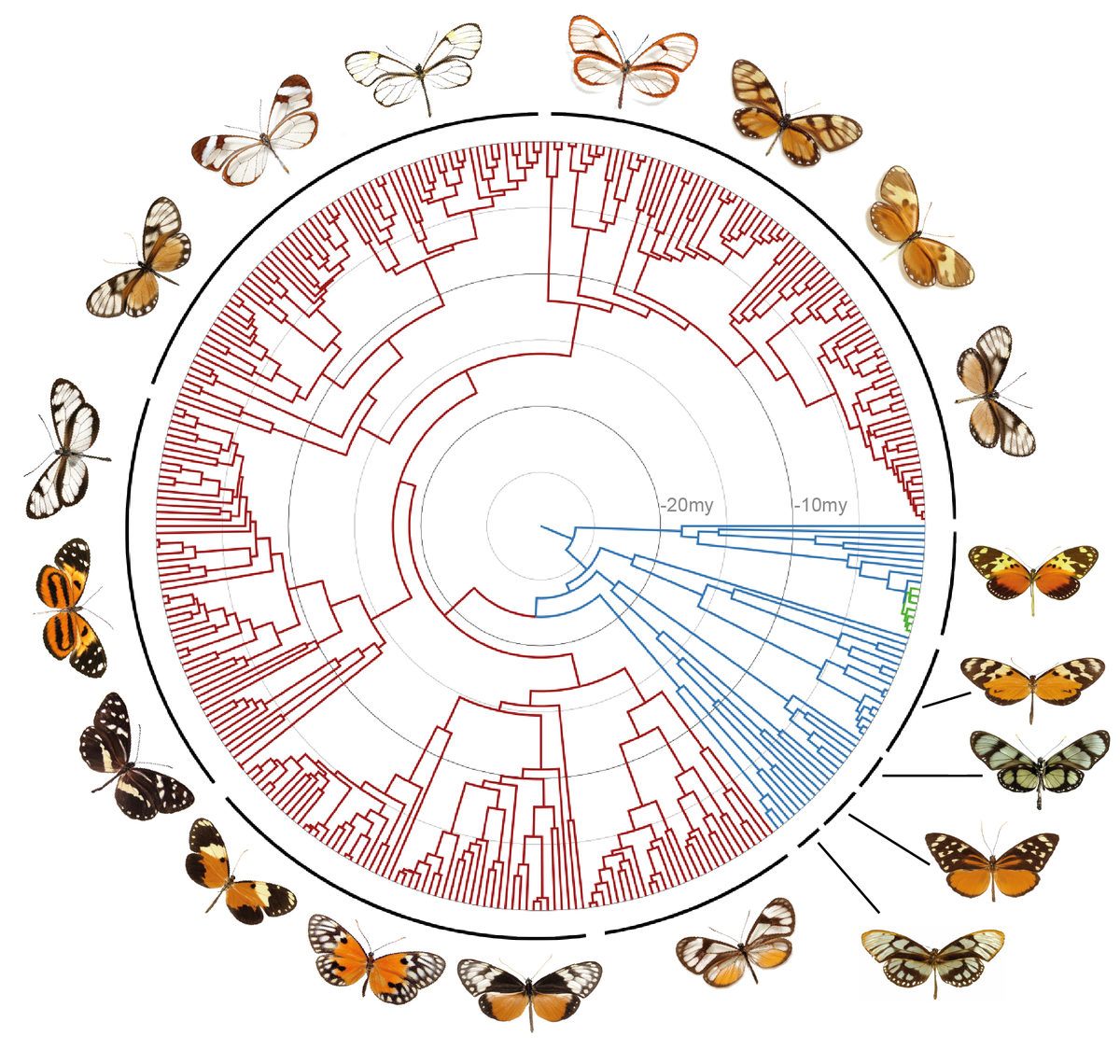Thomas Guillemaud (@thomasguillem) on Twitter photo 1/2 New preprint highlighted in <a href="/PCIEvolBiol/">PCI Evolutionary Biology</a>: Renewed diversification following Miocene landscape turnover in a Neotropical butterfly radiation by Chazot @Biology_LU, <a href="/WTF_R_species/">jim mallet</a> recommended by Rick Ree <a href="/FieldMuseum/">Field Museum</a> for <a href="/PCIEvolBiol/">PCI Evolutionary Biology</a> doi.org/10.1101/148189 1/2 New preprint highlighted in <a href="/PCIEvolBiol/">PCI Evolutionary Biology</a>: Renewed diversification following Miocene landscape turnover in a Neotropical butterfly radiation by Chazot @Biology_LU, <a href="/WTF_R_species/">jim mallet</a> recommended by Rick Ree <a href="/FieldMuseum/">Field Museum</a> for <a href="/PCIEvolBiol/">PCI Evolutionary Biology</a> doi.org/10.1101/148189