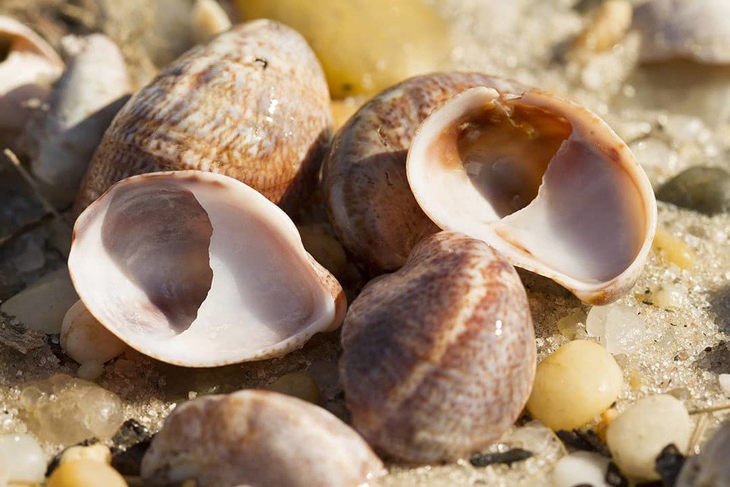 fishguyphotos's tweet photo. Did you know slipper shells are edible (when alive of course, not the shell ๐)? Learn more about them and other treasures of the beach in my latest article for the @the_northforker Link in my bio
#jingleshells #slippershell #winterbeach #beachcomber โฆ https://t.co/Eiid0m6v63 https://t.co/IudJoqhWvD