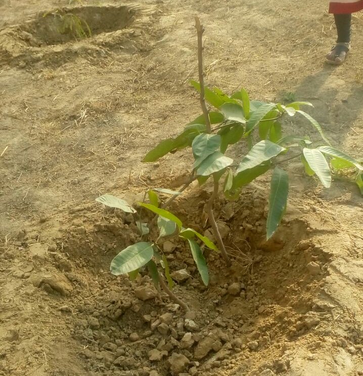 WePlantIndia's tweet photo. Growing up..
#savetheseeds #weplantindia #causebecause #heromotocorp #seedbank #samaritanamericans https://t.co/TrxatqrqBc