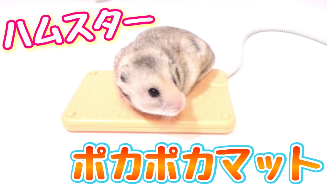 きょんくま Youtuber ペットチャンネル更新しました ぷんちゃんの防寒対策についてお話します きょんくま Youtube 可愛い ハムスター T Co E9rlyapdcj T Co Yvf6sa5bfu Twitter