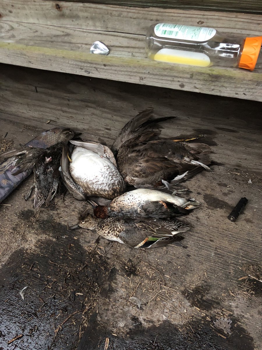 Springhill Outfitters tweet media