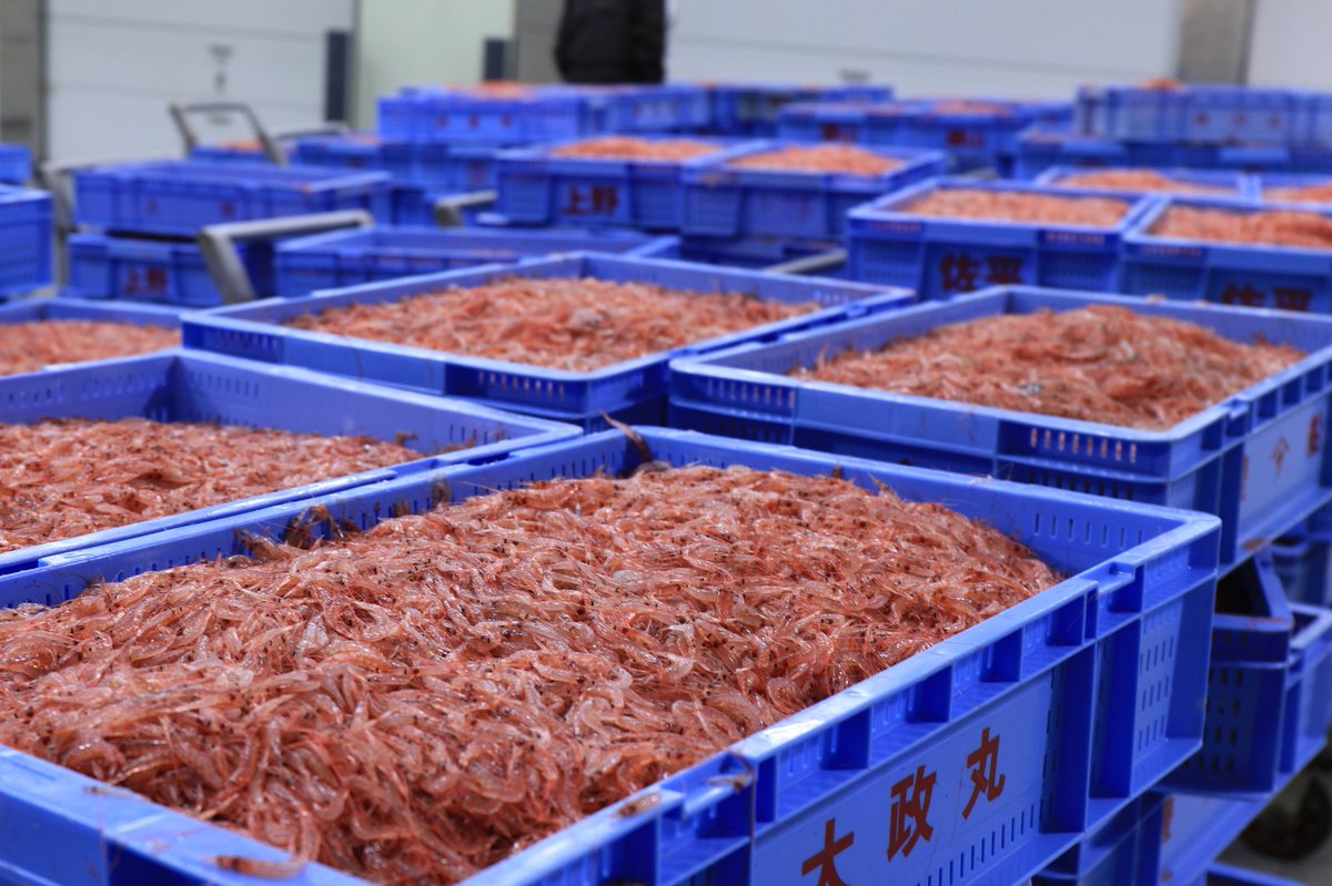 ট ইট র 静岡ヤママル 今夜の桜えび漁は 出漁し 綺麗な桜えびがとれました 杯数は秋漁の終わりかな 前回 前々回も含めての感想です という具合で 少なかったです