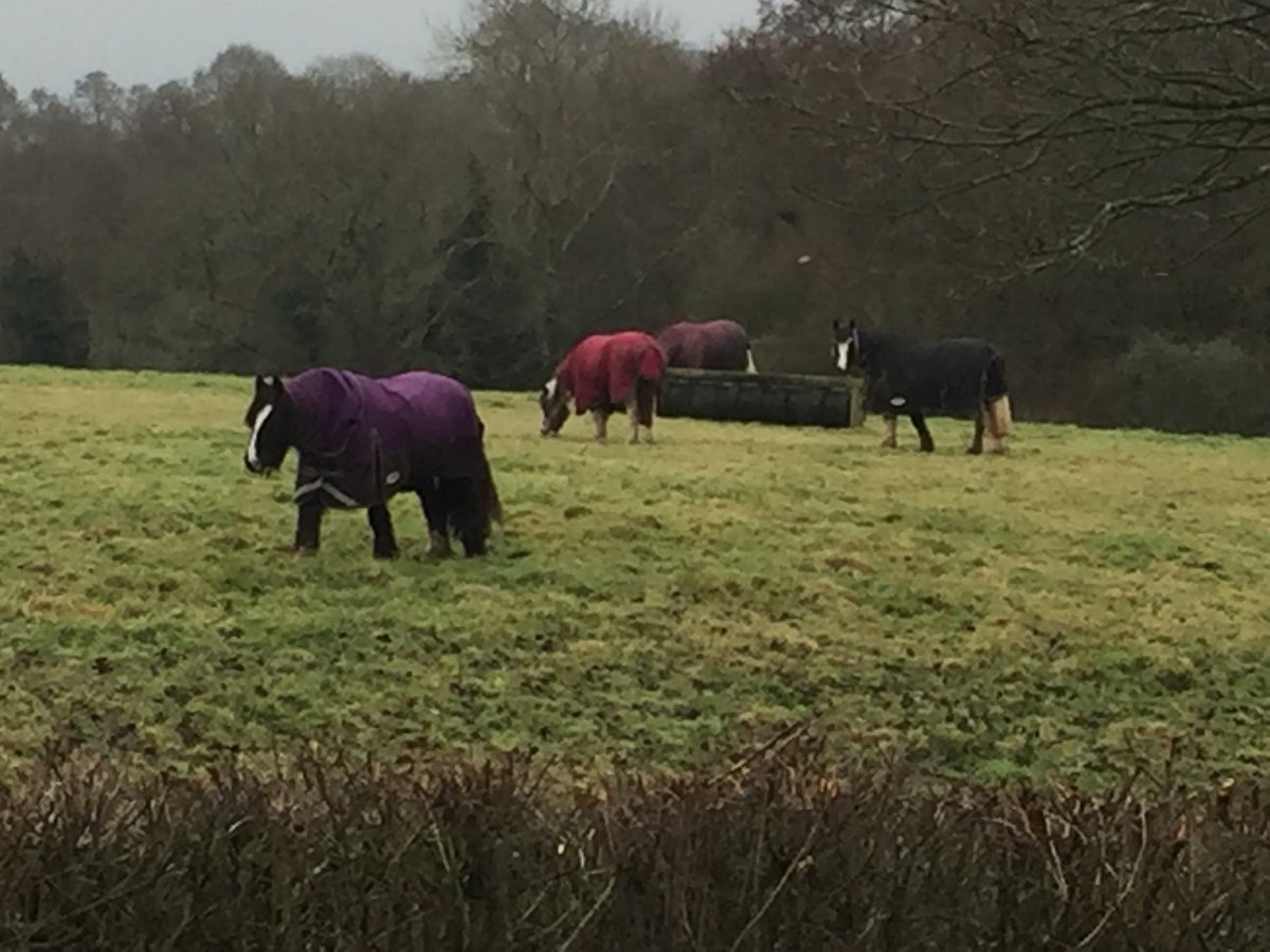 All wrapped up #Horses #SussexHour