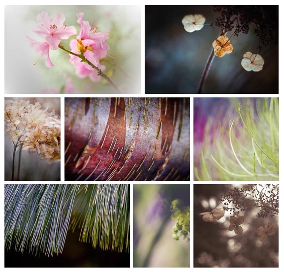 Join us at Westonbirt Arboretum next spring &amp; Summer for our creative abstract workshops and discover the artist in you. imageseen.co.uk/photography-wo… #Westonbirtarboretum #abstractphotography