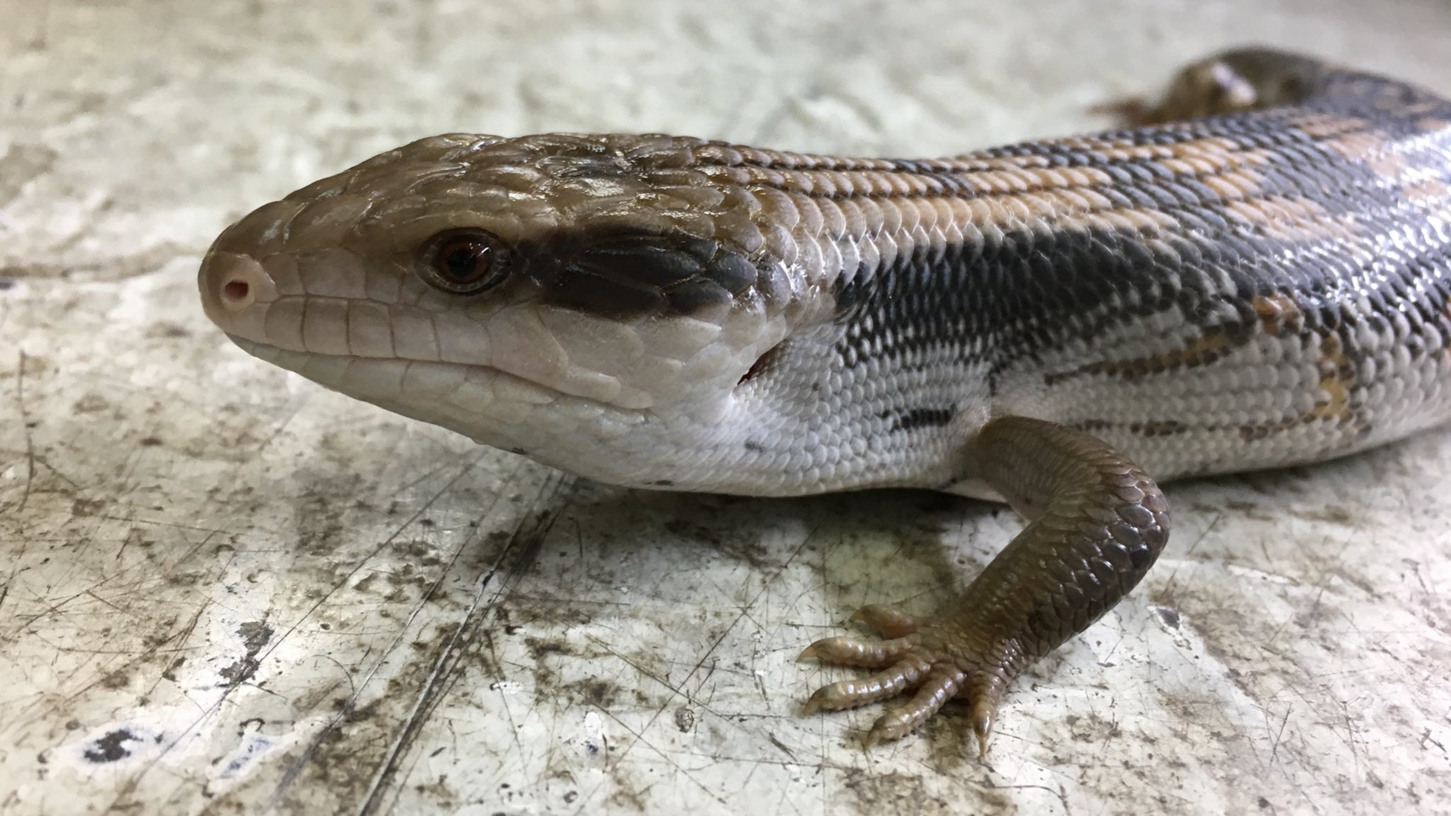 爬虫類倶楽部 大宮店 ヒガシアオジタトカゲ シドニー コルクに乗っているのが 白い床にいるのが 目の後ろバチバチに黒いです T Co Kr8llxsefr Twitter