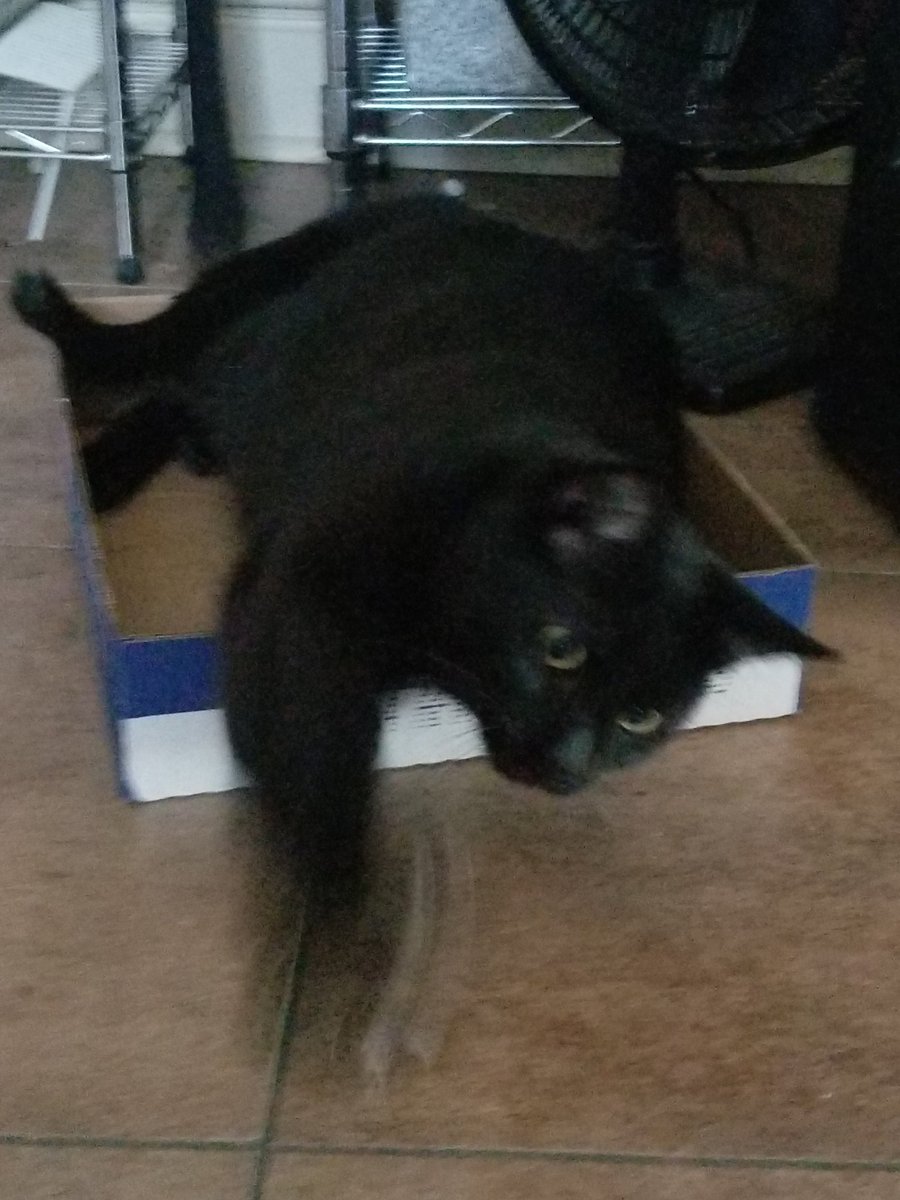 TomoTheAriesCat's tweet photo. Mommy and daddy went grocery shopping and this now is my favorite box because its just for meeeee. I can see and #catchill waiting on some little piece of something to fall and eat, then #playtime all over. #blackcatlove #Tomolove #CatsOfTwitter #blackcats of Twitter #catoftheday https://t.co/WzN62rHNne