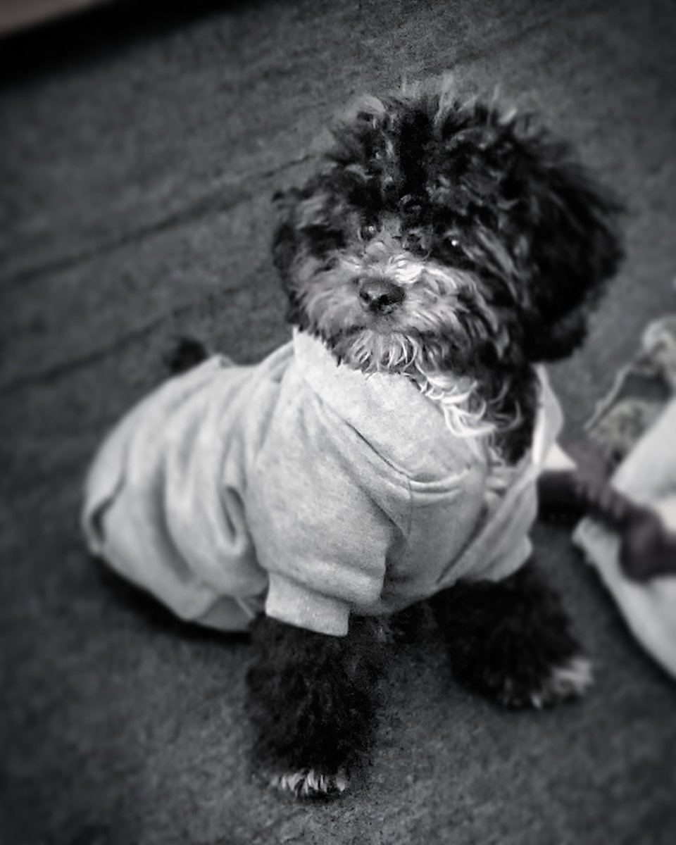 TEEGATES718's tweet photo. @rosannascotto I know you love Lou-Lou. 
But you gotcha check out my new dog. He'll be 6 months x-mas eve his name is 
LIL Gates https://t.co/LlqViFxe4L
