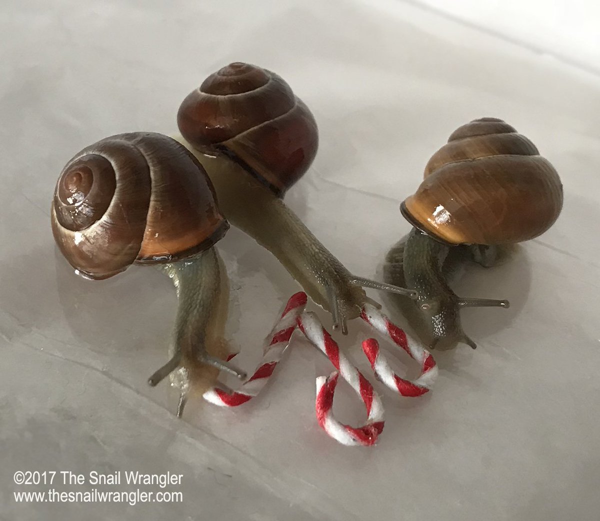 The Snail Wrangler (@snail_wrangler) / Twitter
