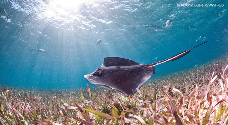 WWF's tweet photo. Over 400,000 of you came together this year to urge greater protection of our World Heritage Site in Belize. YOU made it happen! #WWF2017Recap #SaveBelize https://t.co/zGKeaJo5Lc https://t.co/EL1QBfhSfQ