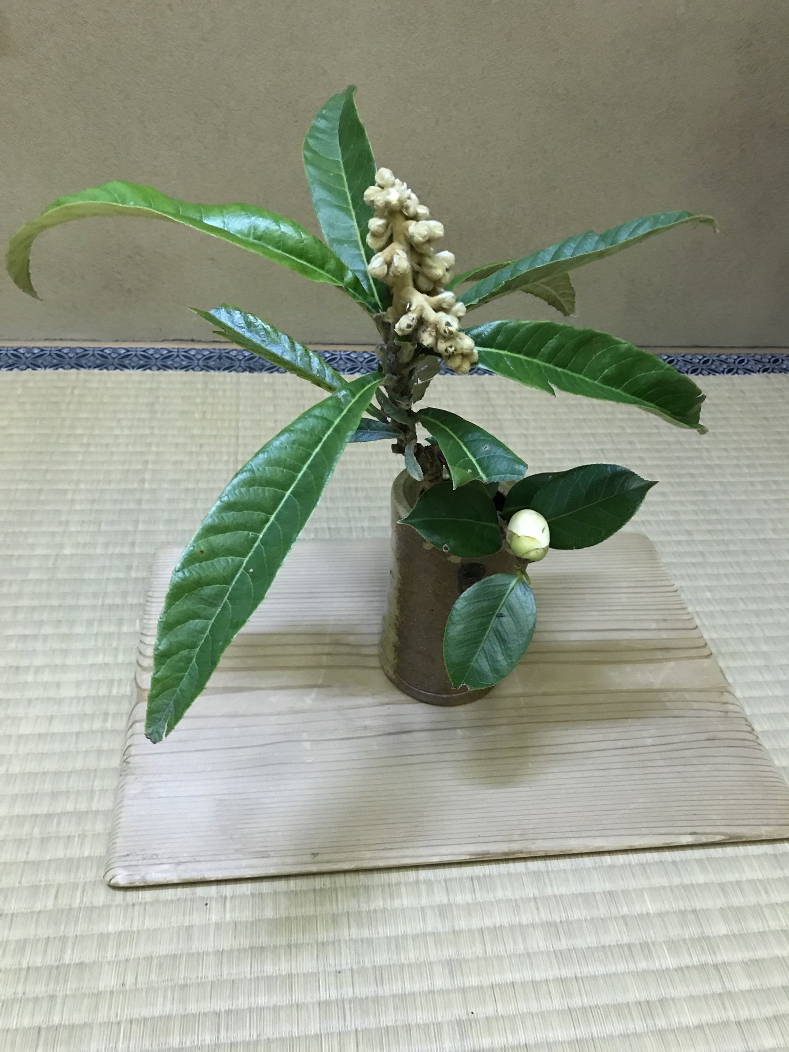 杉本瑛 今日の茶花は枇杷のお花 ふくら雀みたいで可愛い ˊᵕˋ ちなみに 枇杷のお花の花言葉は 治癒 と 温和 静かな思い だそうです 小さくてもいい香りの枇杷のお花にぴったりですよね T Co Rxfmungudx Twitter